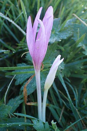 Colchicum alpinum \ Alpen-Zeitlose / Alpine Autumn Crocus, F Les Deux Alpes 9.10.2021