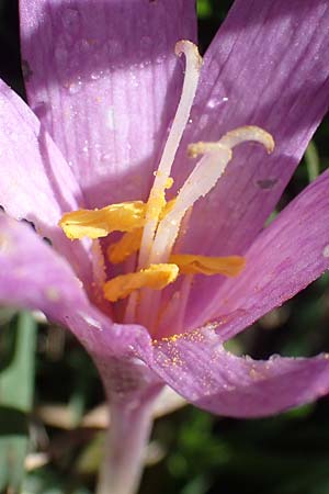 Colchicum alpinum \ Alpen-Zeitlose / Alpine Autumn Crocus, F Les Deux Alpes 9.10.2021