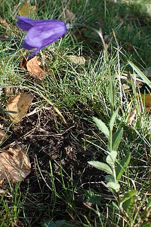 Campanula rhomboidalis \ Rautenblttrige Glockenblume / Diamond-Leaved Bellflower, Broad-Leaved Harebell, F Les Deux Alpes 9.10.2021