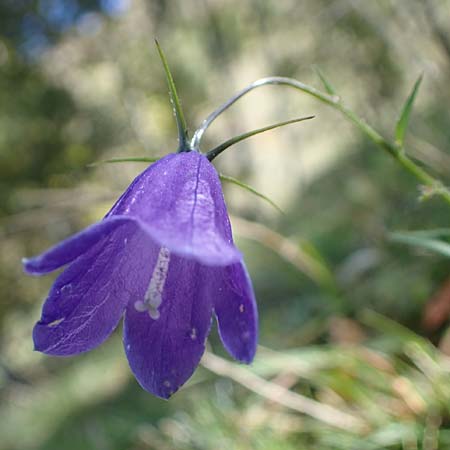 Campanula rhomboidalis \ Rautenblttrige Glockenblume / Diamond-Leaved Bellflower, Broad-Leaved Harebell, F Les Deux Alpes 9.10.2021