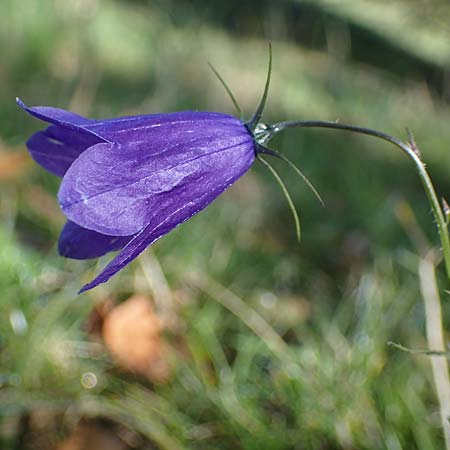 Campanula rhomboidalis \ Rautenblttrige Glockenblume / Diamond-Leaved Bellflower, Broad-Leaved Harebell, F Les Deux Alpes 9.10.2021