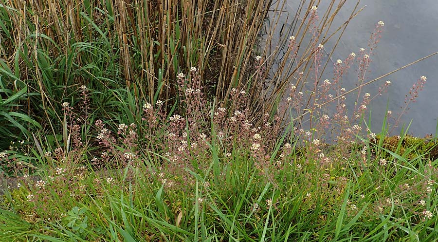 Capsella ascendens \ Aufsteigendes Hirtent�schel / Ascending Shepherd's Purse, F Lothringen/Lorraine,  Marsal 28.4.2023