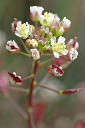 Capsella ascendens \ Aufsteigendes Hirtent�schel / Ascending Shepherd's Purse, F Lothringen/Lorraine,  Marsal 28.4.2023