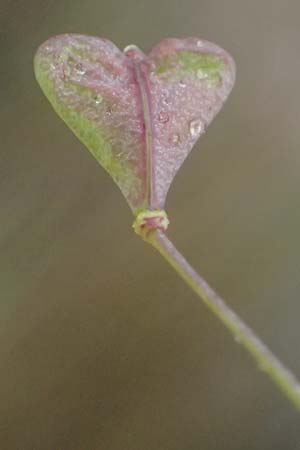 Capsella ascendens \ Aufsteigendes Hirtent�schel / Ascending Shepherd's Purse, F Lothringen/Lorraine,  Marsal 28.4.2023