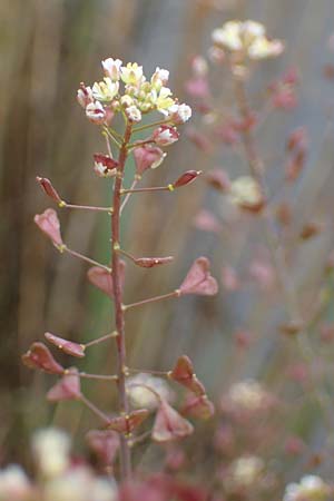 Capsella ascendens \ Aufsteigendes Hirtent�schel / Ascending Shepherd's Purse, F Lothringen/Lorraine,  Marsal 28.4.2023