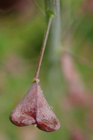 Capsella ascendens \ Aufsteigendes Hirtent�schel / Ascending Shepherd's Purse, F Lothringen/Lorraine,  Marsal 28.4.2023