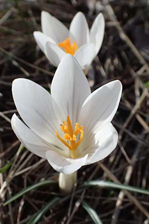 Crocus albiflorus \ Alpen-Krokus / Spring Crocus, F Col de Gleize 14.3.2024