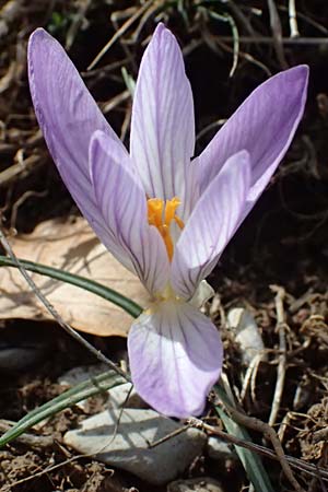 Crocus albiflorus \ Alpen-Krokus / Spring Crocus, F Col de Gleize 14.3.2024