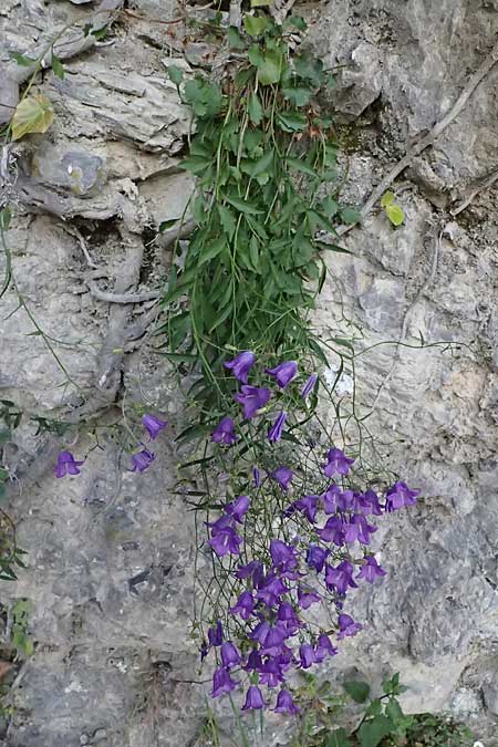 Campanula rotundifolia \ Rundbl�ttrige Glockenblume / Harebell, F Saorge 18.5.2026