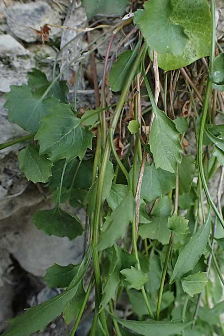 Campanula rotundifolia \ Rundbl�ttrige Glockenblume / Harebell, F Saorge 18.5.2026