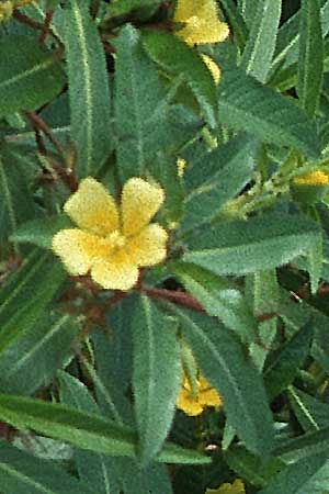 Ludwigia peploides \ Flutendes Heusenkraut / Creeping Water Primrose, F Camargue 19.9.1994