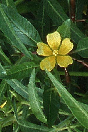 Ludwigia peploides \ Flutendes Heusenkraut / Creeping Water Primrose, F Camargue 19.9.1994