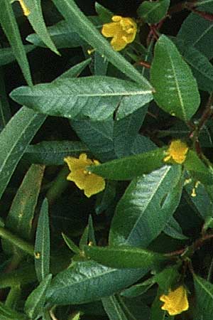 Ludwigia peploides \ Flutendes Heusenkraut / Creeping Water Primrose, F Camargue 19.9.1994