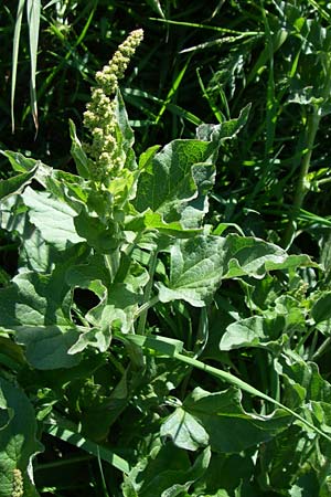 Blitum bonus-henricus \ Guter Heinrich / Good King Henry, F Col de Lautaret 28.6.2008