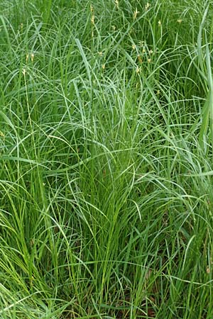Carex brizoides \ Zittergras-Segge / Quaking Grass Sedge, F Forstfeld 29.4.2016