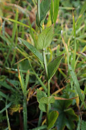 Campanula rhomboidalis \ Rautenblttrige Glockenblume / Diamond-Leaved Bellflower, Broad-Leaved Harebell, F Bonneval-sur-Arc 6.10.2021