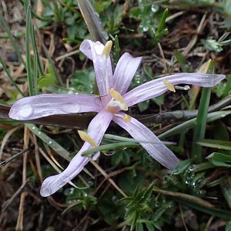 Colchicum bulbocodium \ Fr&uuml;hlings-Lichtblume / Spring Meadow Saffron, F Queyras, Fontgillarde 30.4.2023