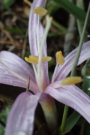 Colchicum bulbocodium \ Fr&uuml;hlings-Lichtblume / Spring Meadow Saffron, F Queyras, Fontgillarde 30.4.2023