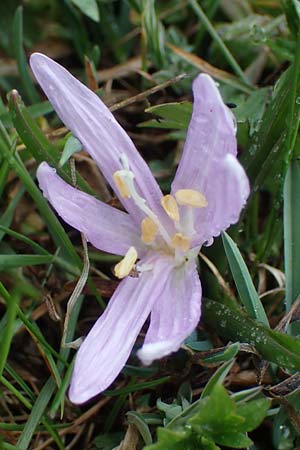 Colchicum bulbocodium \ Fr&uuml;hlings-Lichtblume / Spring Meadow Saffron, F Queyras, Fontgillarde 30.4.2023