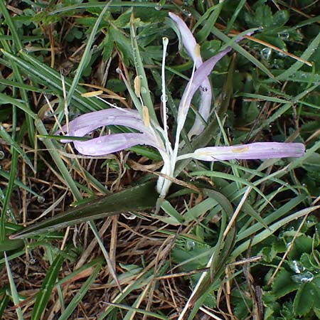 Colchicum bulbocodium \ Fr&uuml;hlings-Lichtblume / Spring Meadow Saffron, F Queyras, Fontgillarde 30.4.2023