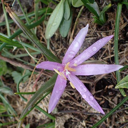 Colchicum bulbocodium \ Fr&uuml;hlings-Lichtblume / Spring Meadow Saffron, F Queyras, Fontgillarde 30.4.2023