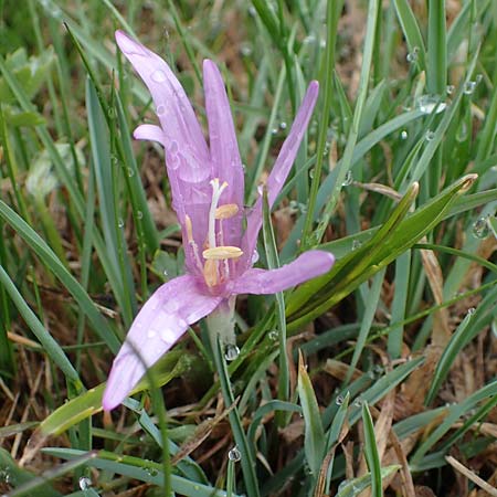 Colchicum bulbocodium \ Fr&uuml;hlings-Lichtblume / Spring Meadow Saffron, F Queyras, Fontgillarde 30.4.2023