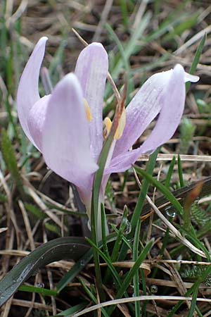 Colchicum bulbocodium \ Fr&uuml;hlings-Lichtblume / Spring Meadow Saffron, F Queyras, Fontgillarde 30.4.2023