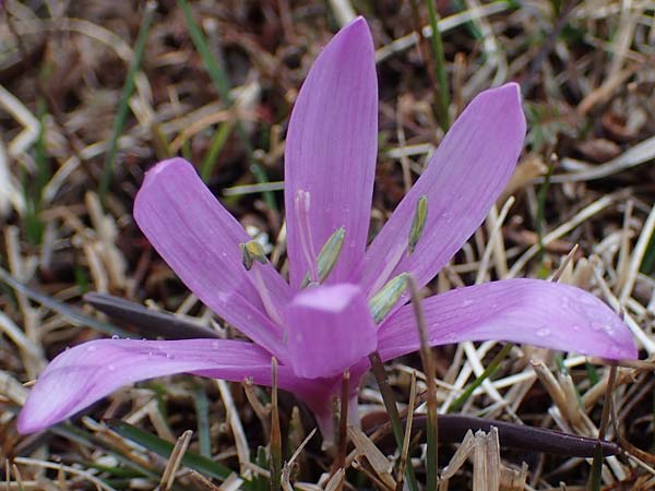 Colchicum bulbocodium \ Fr&uuml;hlings-Lichtblume / Spring Meadow Saffron, F Queyras, Fontgillarde 30.4.2023