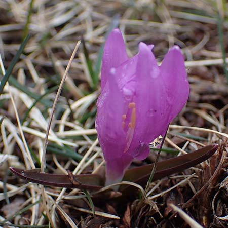 Colchicum bulbocodium \ Fr&uuml;hlings-Lichtblume / Spring Meadow Saffron, F Queyras, Fontgillarde 30.4.2023