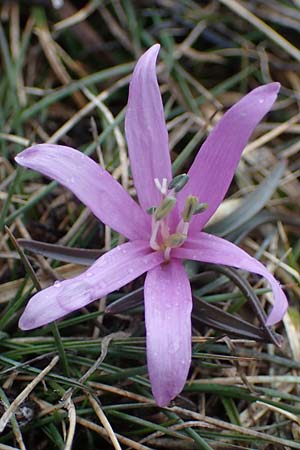 Colchicum bulbocodium \ Fr&uuml;hlings-Lichtblume / Spring Meadow Saffron, F Queyras, Fontgillarde 30.4.2023