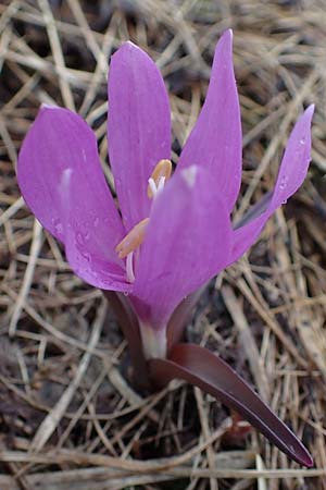 Colchicum bulbocodium \ Fr&uuml;hlings-Lichtblume / Spring Meadow Saffron, F Queyras, Fontgillarde 30.4.2023
