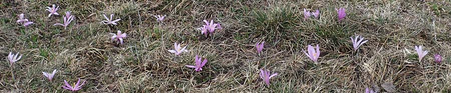 Colchicum bulbocodium \ Fr&uuml;hlings-Lichtblume / Spring Meadow Saffron, F Queyras, Fontgillarde 30.4.2023