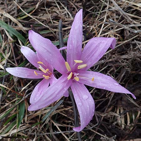 Colchicum bulbocodium \ Fr&uuml;hlings-Lichtblume / Spring Meadow Saffron, F Queyras, Fontgillarde 30.4.2023