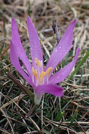 Colchicum bulbocodium \ Fr&uuml;hlings-Lichtblume / Spring Meadow Saffron, F Queyras, Fontgillarde 30.4.2023