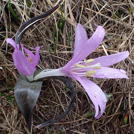 Colchicum bulbocodium \ Fr&uuml;hlings-Lichtblume / Spring Meadow Saffron, F Queyras, Fontgillarde 30.4.2023