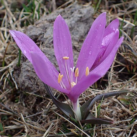Colchicum bulbocodium \ Fr&uuml;hlings-Lichtblume / Spring Meadow Saffron, F Queyras, Fontgillarde 30.4.2023