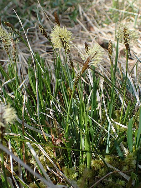 Carex sempervirens \ Horst-Segge, Immergrne Segge / Evergreen Sedge, F Jura,  Saint-Laurent-en-Grandvaux 5.5.2023