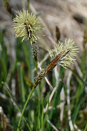 Carex sempervirens \ Horst-Segge, Immergrne Segge / Evergreen Sedge, F Jura,  Saint-Laurent-en-Grandvaux 5.5.2023