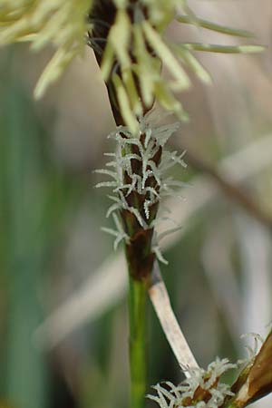 Carex sempervirens \ Horst-Segge, Immergrne Segge / Evergreen Sedge, F Jura,  Saint-Laurent-en-Grandvaux 5.5.2023