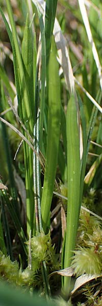 Carex sempervirens \ Horst-Segge, Immergrne Segge / Evergreen Sedge, F Jura,  Saint-Laurent-en-Grandvaux 5.5.2023