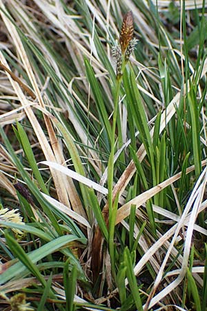 Carex sempervirens \ Horst-Segge, Immergrne Segge / Evergreen Sedge, F Jura,  Saint-Laurent-en-Grandvaux 5.5.2023