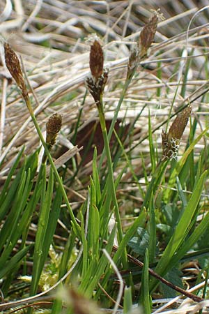 Carex sempervirens \ Horst-Segge, Immergrne Segge / Evergreen Sedge, F Jura,  Saint-Laurent-en-Grandvaux 5.5.2023