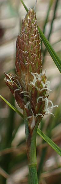 Carex sempervirens \ Horst-Segge, Immergrne Segge / Evergreen Sedge, F Jura,  Saint-Laurent-en-Grandvaux 5.5.2023