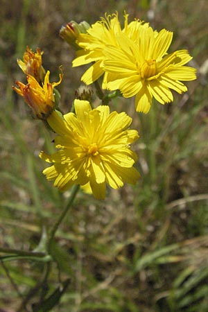 Crepis capillaris \ Kleinkpfiger Pippau, Kleinbltiger Pippau / Smooth Hawk's-Beard, F S. Gilles 7.6.2006