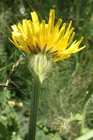 Crepis pyrenaica \ Grokpfiger Pippau / Conyza-Leaved Hawk's-Beard, F Col de la Cayolle 9.7.2016