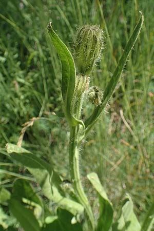 Crepis pyrenaica \ Grokpfiger Pippau / Conyza-Leaved Hawk's-Beard, F Col de la Cayolle 9.7.2016