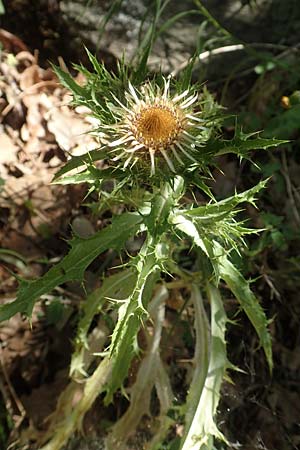 Carlina corymbosa \ Doldige Golddistel, F Pyrenäen, Caranca - Schlucht 30.7.2018