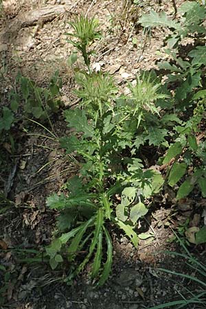 Carlina corymbosa \ Doldige Golddistel, F Pyrenäen, Caranca - Schlucht 30.7.2018