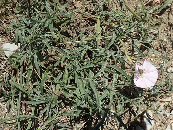 Convolvulus cantabrica \ Kantabrische Winde / Southern Bindweed, F Pyren&auml;en/Pyrenees, Marcevol 11.8.2018