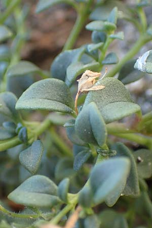 Chaenorhinum origanifolium subsp. crassifolium \ Dickbl&auml;ttriger Orant / Thick-Leaved Toadflax, F Pyren&auml;en/Pyrenees, Belesta 11.8.2018